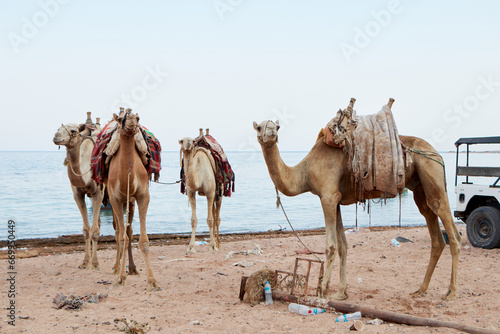 Camels in Dahab south Sinai Egypt . Camel on the beach at a Red sea. Dahab Sinai  Egypt.