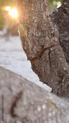Wallpaper Mural Big mastic drops oozes in tears out of the branch of a mastic tree. The resin mastic brightens and twinkles in the sunlight. Vertical video. selective focus. Beautiful bokeh background. Chios, Greece. Torontodigital.ca