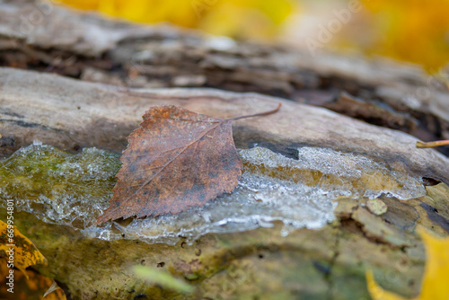 Autumnal birch tree leaf with frazil ice photo