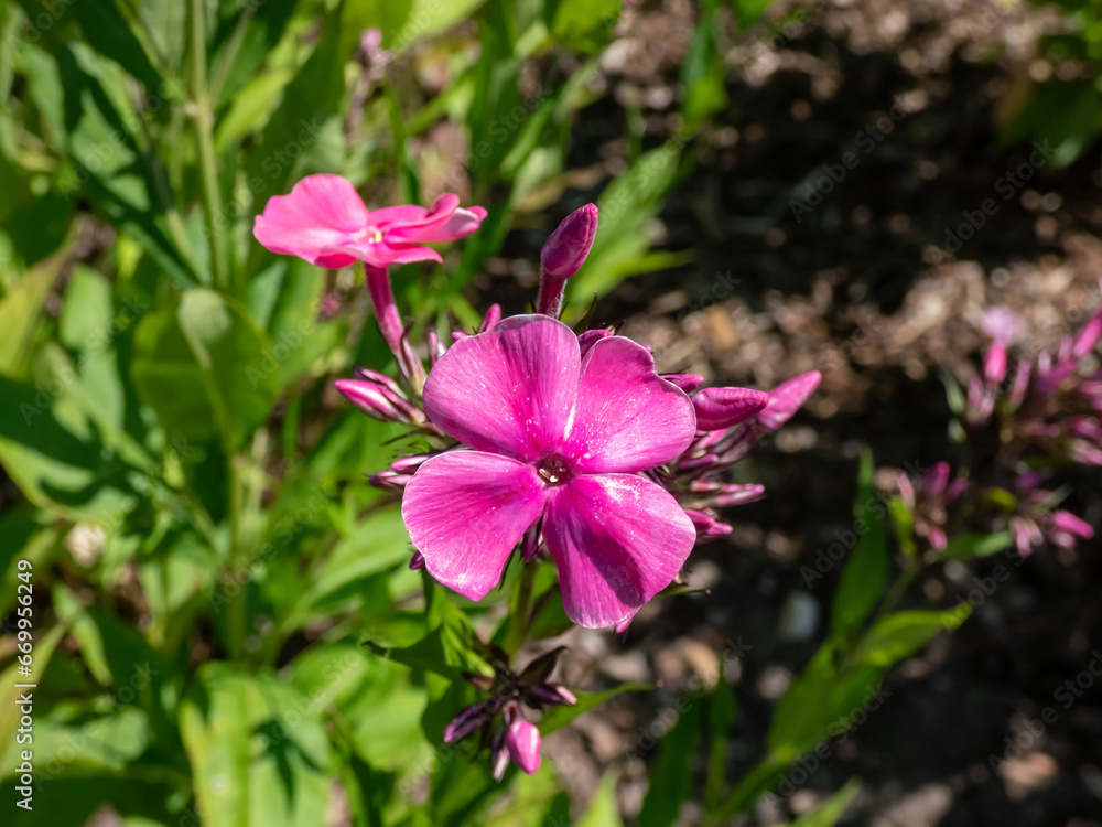 Close-up of the Largeleaf phlox (Phlox amplifolia Britton) 'Tehumseh' flowering with bright pink flowers in the garden in late summer Close-up of the Largeleaf phlox (Phlox amplifolia Britton) 'Tehumseh' flowering with bright pink flowers in the garden in late summer