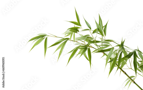 Green Bamboo Plant Decoration on transparent background