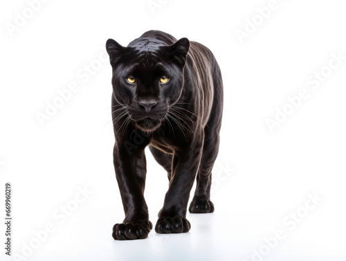 Panther Studio Shot Isolated on Clear White Background, Generative AI © Vig