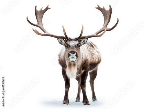 Reindeer Studio Shot Isolated on Clear White Background  Generative AI