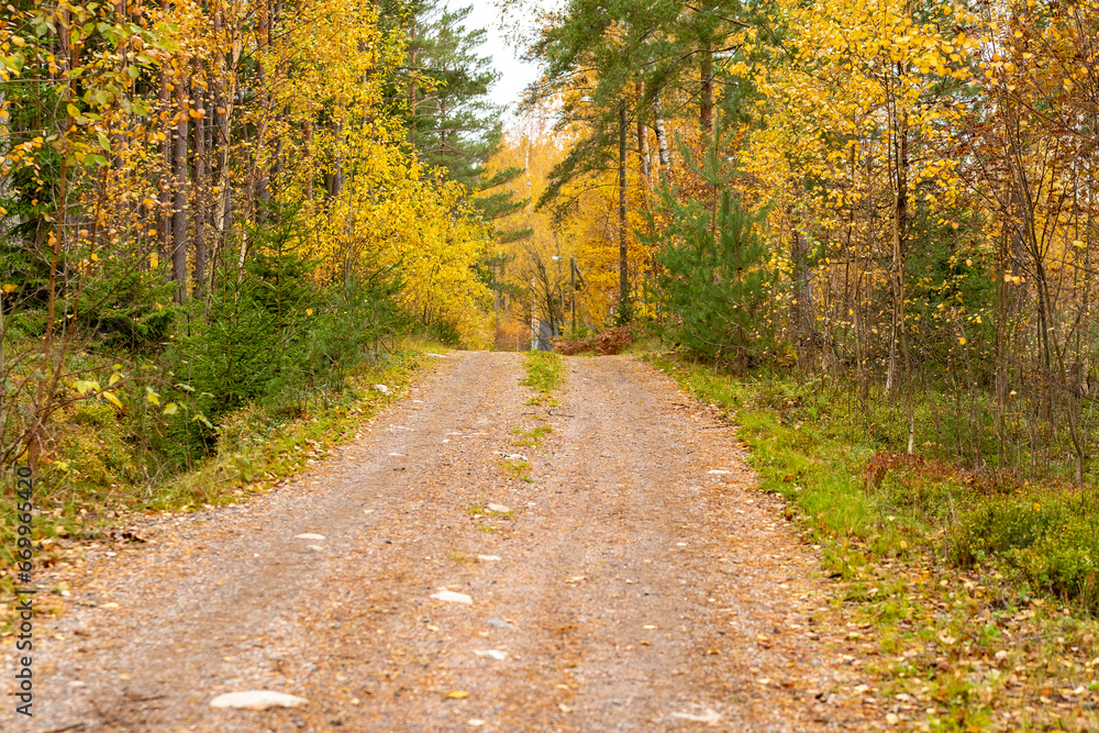 Obraz premium Narrow forest road in autumn