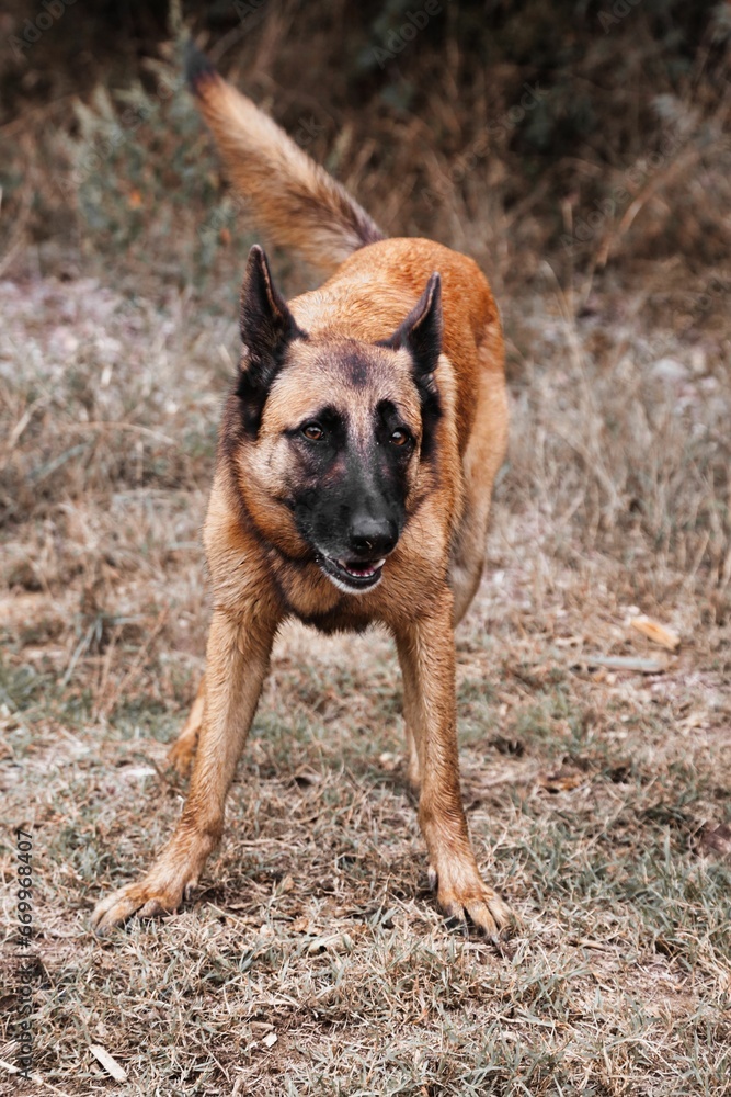 Malinois Malinois