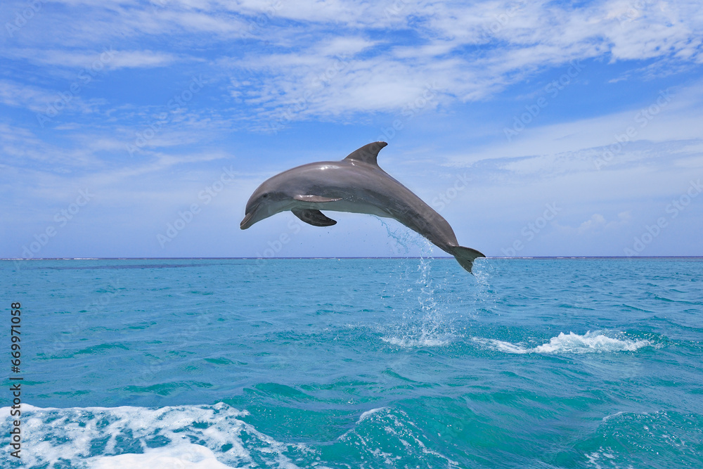Bottle-nosed dolphin (Tursiops truncatus) jumping in Caribbean Sea Bottle-nosed dolphin (Tursiops truncatus) jumping in Caribbean Sea
