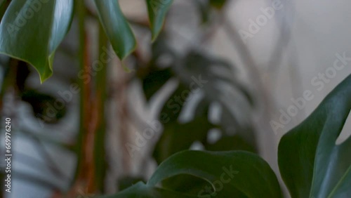 moving close-ups of monstera leaves