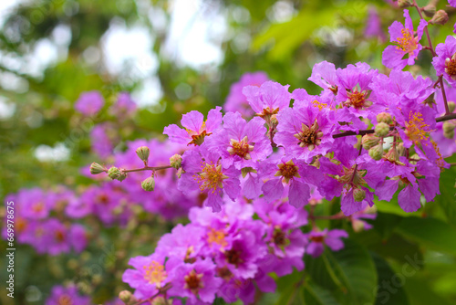 Violet flower of bungor tree  Lagerstroemia floribunda Jack ex Blumer