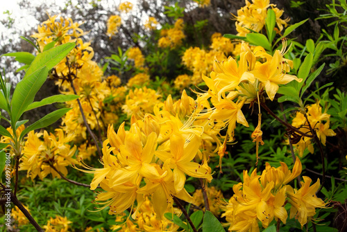Gelbe Azalee, Gelbe Alpenrose  // Yellow azalea (Rhododendron luteum) - Lesbos, Griechenland photo