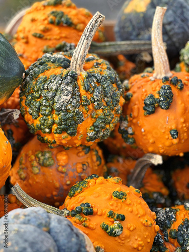 More pumpkins close-up on the farm in Poolesville, October 2023 photo