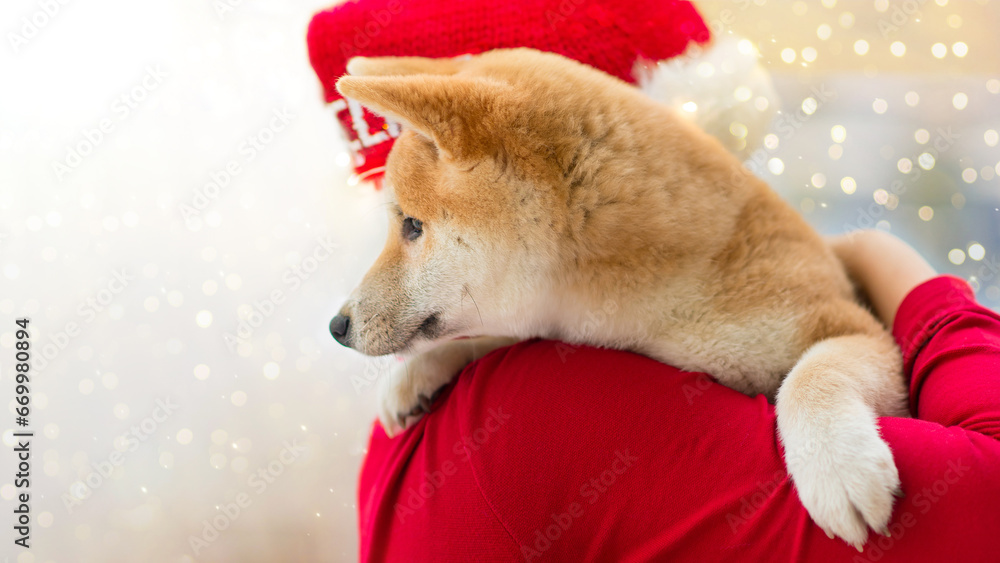 Akita inu dog on the shoulder of a boy wearing a red santa hat, Japanese Akita dog. Celebrating Christmas and New Year. Akita inu dog on the shoulder of a boy wearing a red santa hat, Japanese Akita dog. Celebrating Christmas and New Year.