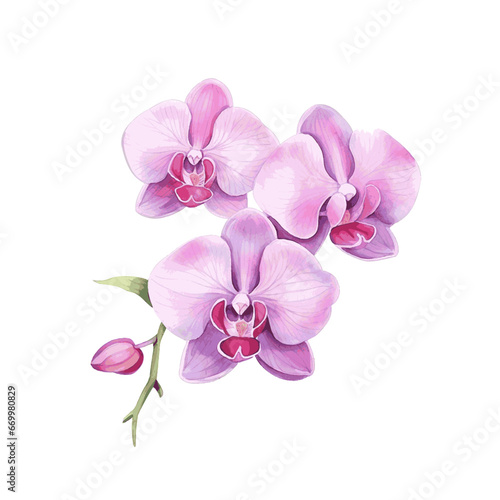 Pink orchid flowers branch watercolor paint on white background