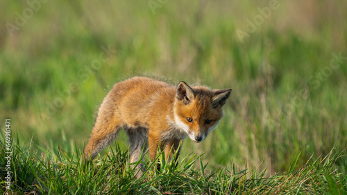 Cub Red Fox (Vulpes vulpes) looking for a food © Mateusz