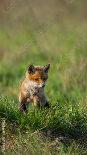 Red fox pup (Vulpes vulpes) watchful cub standing in a meadow