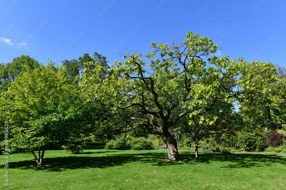 Trees in a park with a blue sky above Trees in a park with a blue sky above