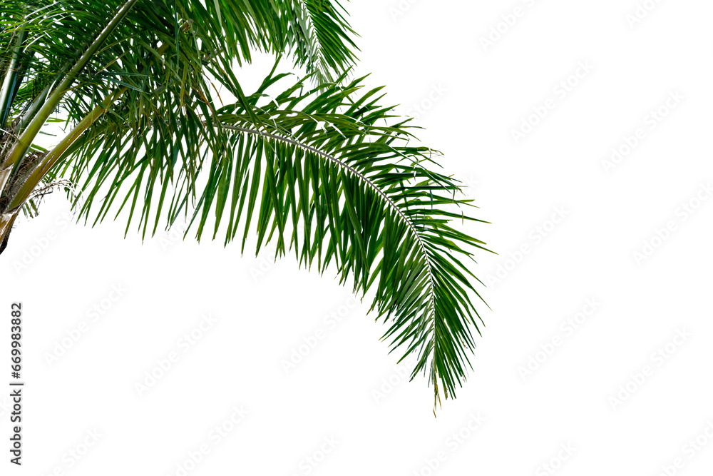 leaf coconut tree isolated leaf coconut tree isolated