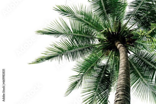 Green Leaves of palm coconut tree bending isolated