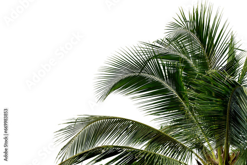 Green Leaves of palm coconut tree bending isolated