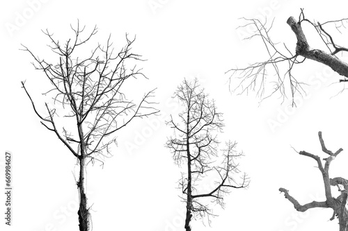 Collection of dead tree on white background.