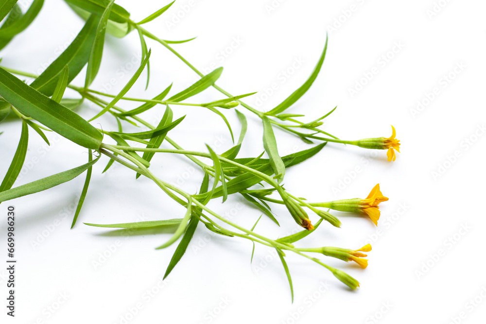 Fototapeta premium Fresh tarragon on white background.
