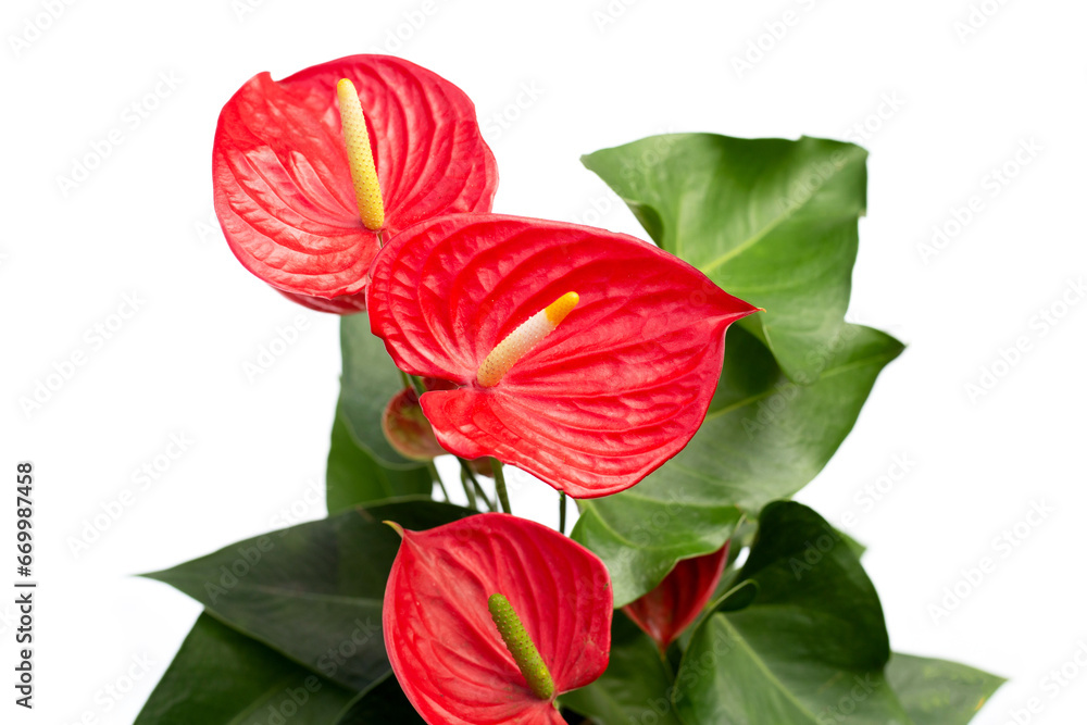 Flamingo flower or pigtail anthurium Flamingo flower or pigtail anthurium
