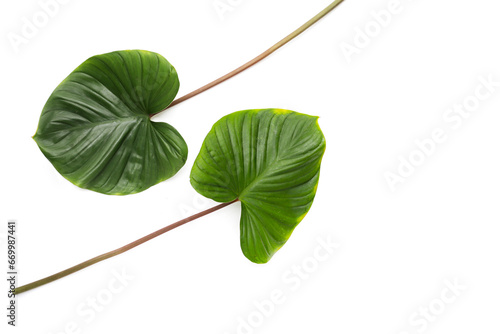 Homalomena rubescens  Roxb.  Kunth plant. Green leaves