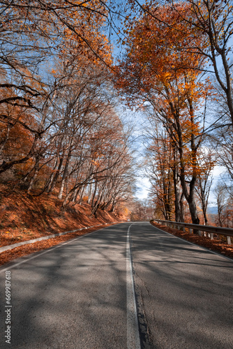 Road through the autumn forest