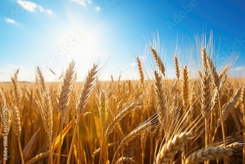 golden wheat field in the sunshine