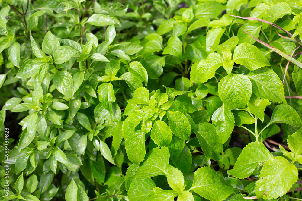 Sweet basil with tree basil in the herb garden Sweet basil with tree basil in the herb garden