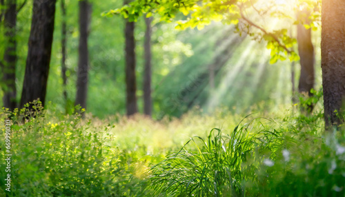 defocused green trees in forest or park with wild grass and sun beams beautiful summer spring natural background © Nichole