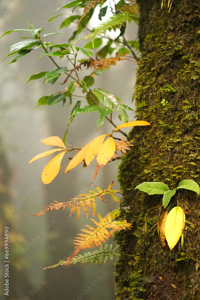 Mosses and all the Details of the Primitive Forest in Son La, Northern Vietnam Mosses and all the Details of the Primitive Forest in Son La, Northern Vietnam