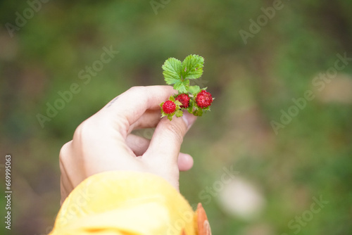 Mini wild strawberry in in highland Northern Vietna, Southeast asia photo