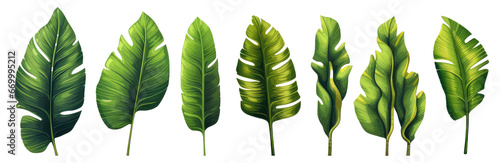 tropical leaf plants