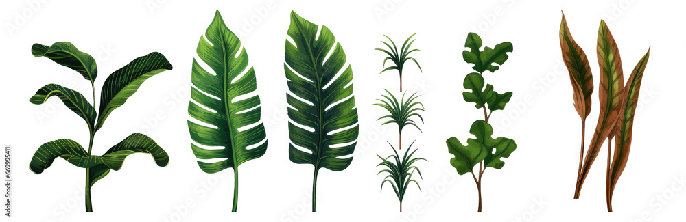 tropical leaf plants tropical leaf plants