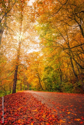 Majestic nature. Panoramic forest road in autumn leaves background colorful sunlight sun rays. Amazing adventure hiking trail under colorful tree leaves. Seasonal foliage orange yellow sunny landscape