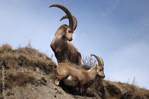 Little ibex with his big brother