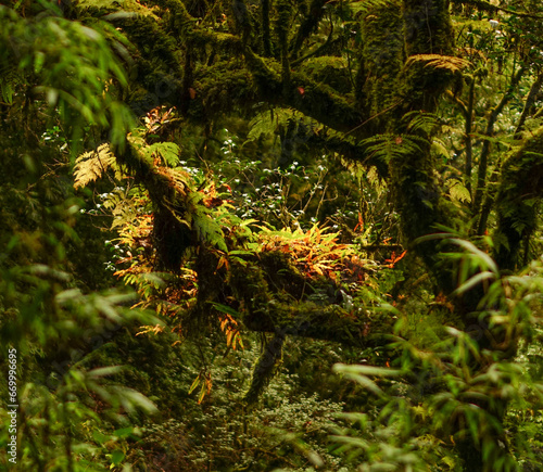 Mosses and all the Details of the Primitive Forest in Son La  Northern Vietnam