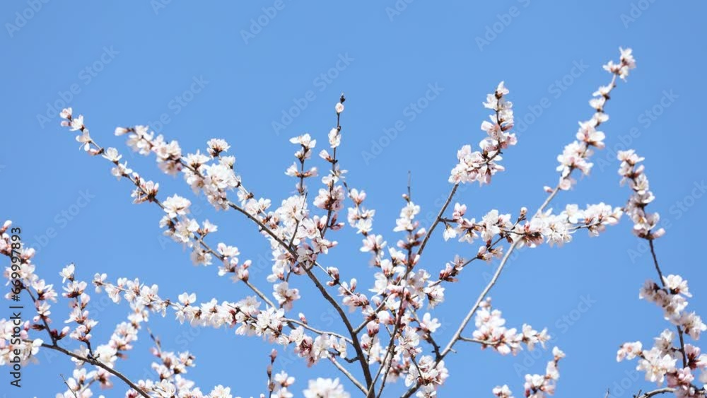 The mountain peach blossoms in full bloom The mountain peach blossoms in full bloom