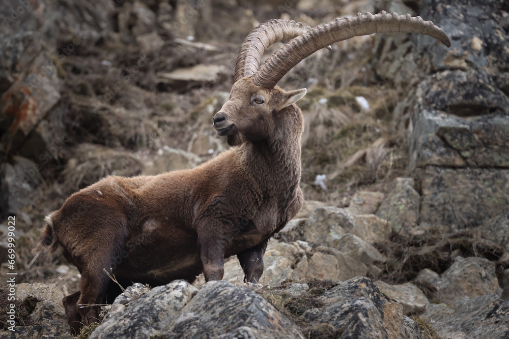 Adult ibex on rocks