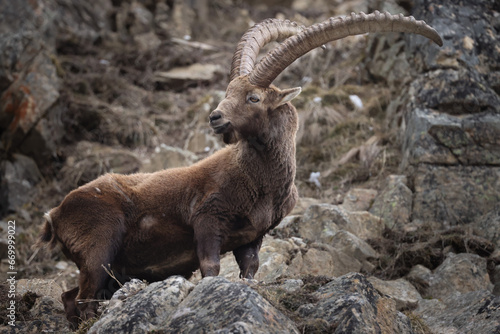 Adult ibex on rocks