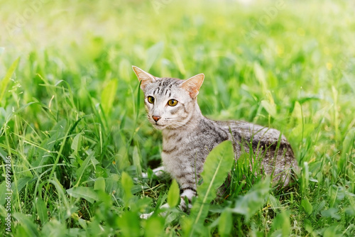 A grey male tabby shorthair oriental kitten in green grass looking into the distance. Developed from the Siamese breed, orientals have slender, athletic builds and are natural conversationalists