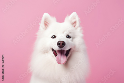 beautiful white dog on pink background