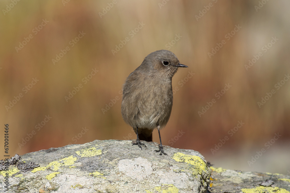 Black redstart (Phoenicurus ochruros) perched on a rock on autumn background, Alps Mountains, Italy, horizontal.