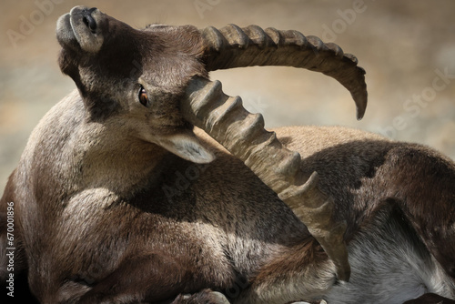 Photography Young goat basks in the sun