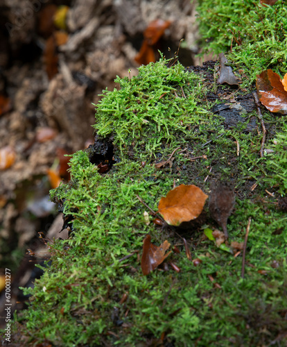 Moss on dead tree stem in Forest in fall at Roden Drente Mensinge Estate Netherlands. Landgoed Mensinge. Autumn. Fall  photo