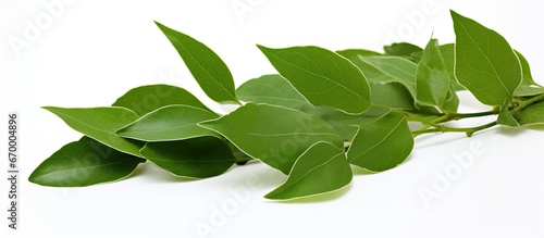 Green leaves on a white background containing camphor