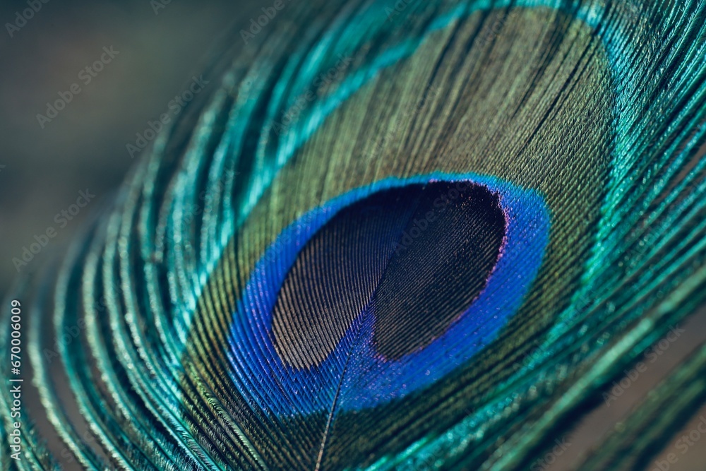 Fototapeta premium peacock feather close up.