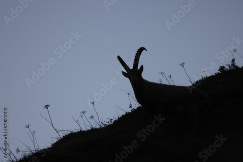 Ibex at sunset