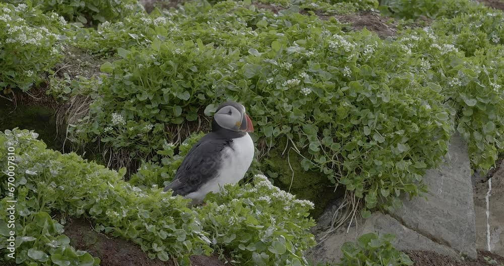 Atlantic puffin also known as common puffin (Fratercula arctica) resting on the bird cliff island of Hornøya in summer, Norway. Atlantic puffin also known as common puffin (Fratercula arctica) resting on the bird cliff island of Hornøya in summer, Norway.