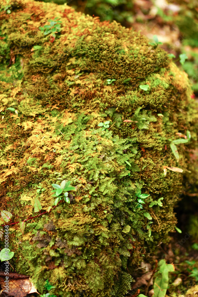 Mosses in the jungle in Sa Mu Son La, Vietnam Mosses in the jungle in Sa Mu Son La, Vietnam